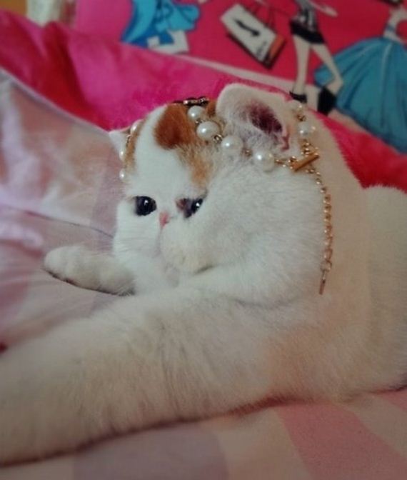 Fashionable Looks Worn By Snoopy The Cat